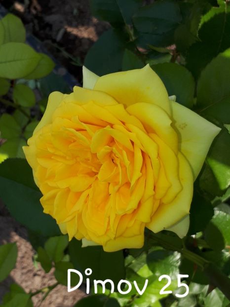  - Dimov nr 25