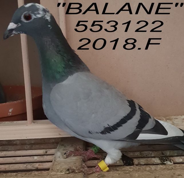 20218.553122 Balane - 2 MATCA 2019