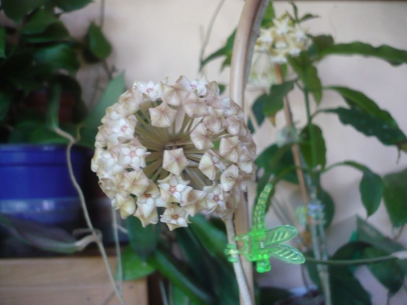 14.06.2019 - HOYA 2019