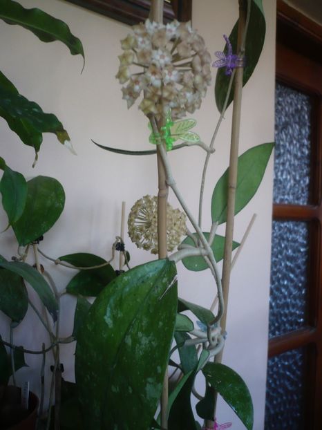 P1410863 - HOYA 2019