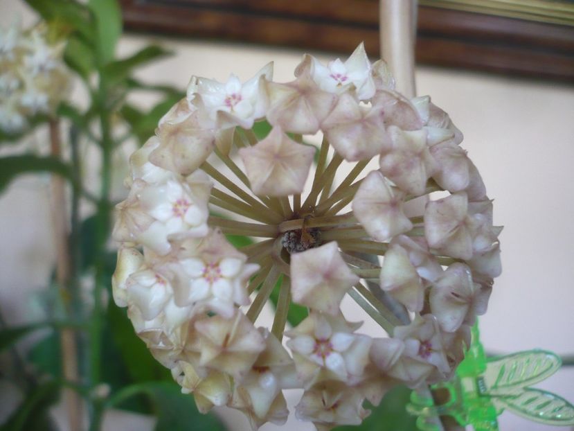 P1410864 - HOYA 2019