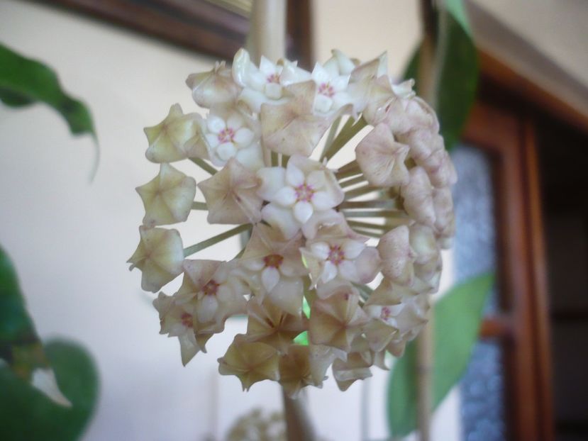 P1410865 - HOYA 2019