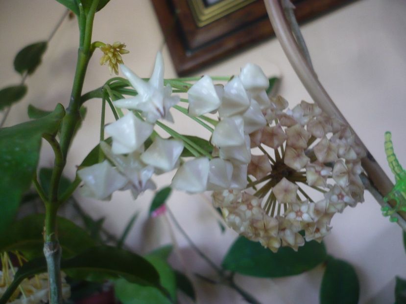 P1410866 - HOYA 2019