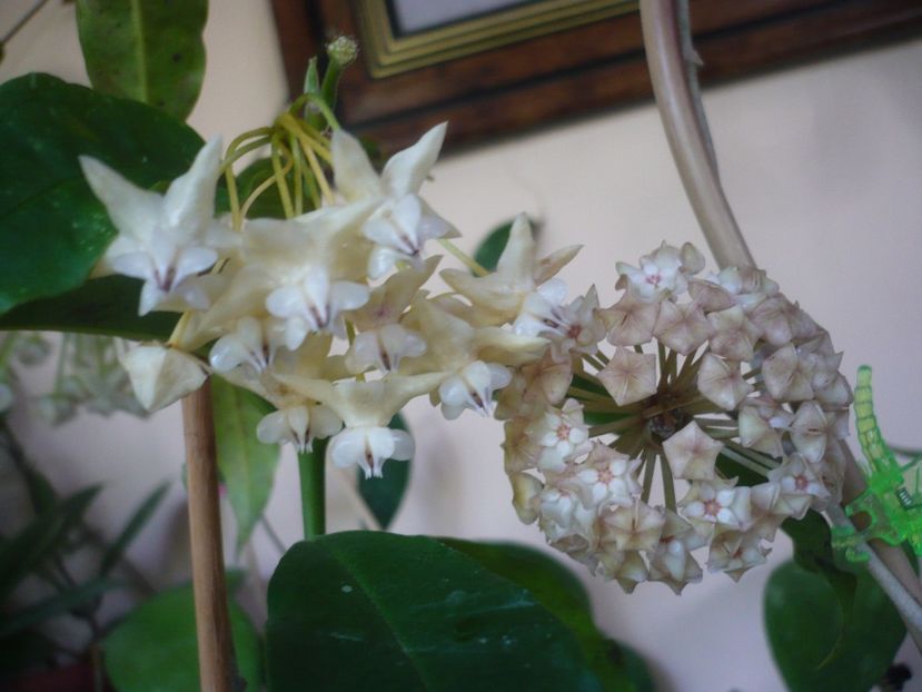 P1410867 - HOYA 2019
