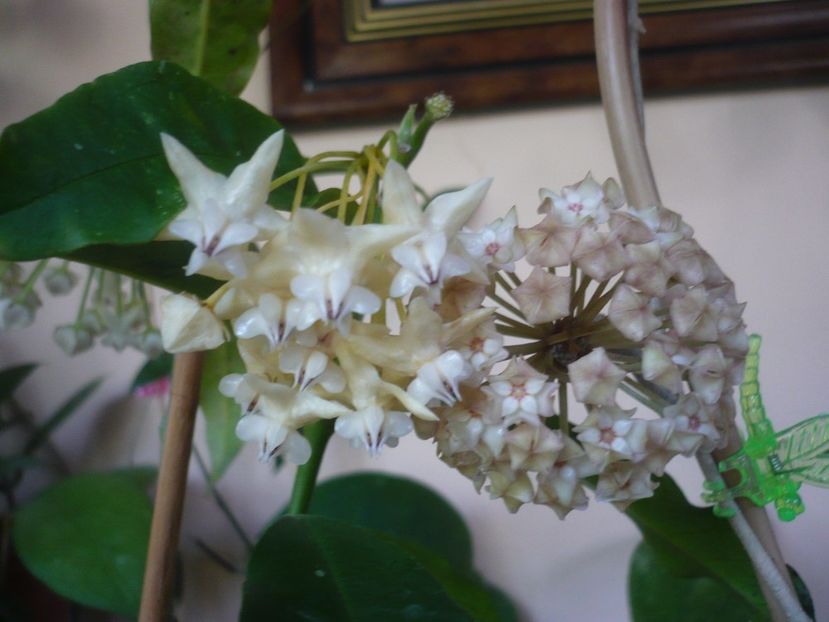 P1410868 - HOYA 2019