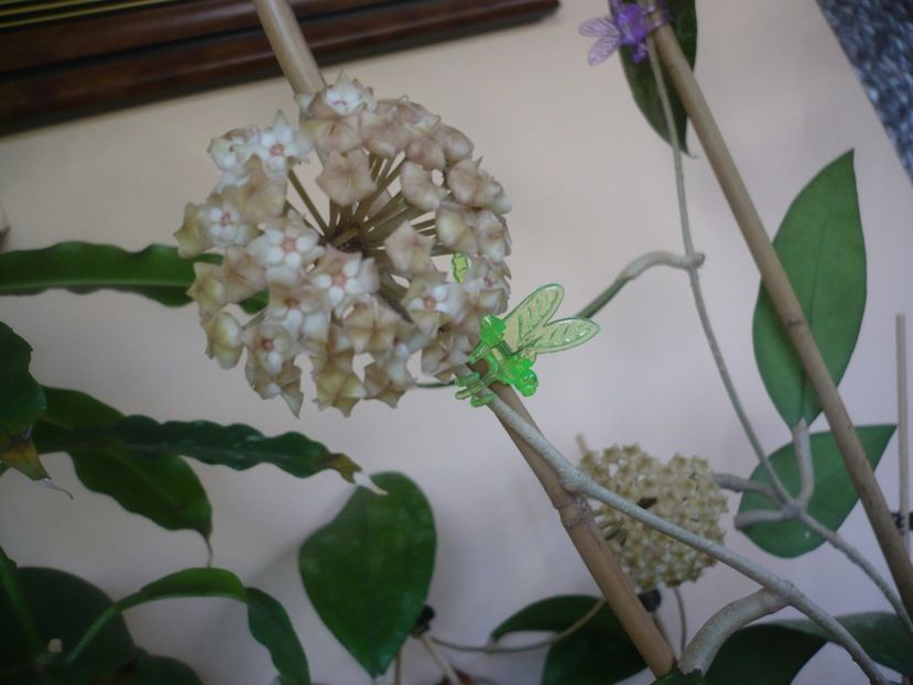 P1410869 - HOYA 2019