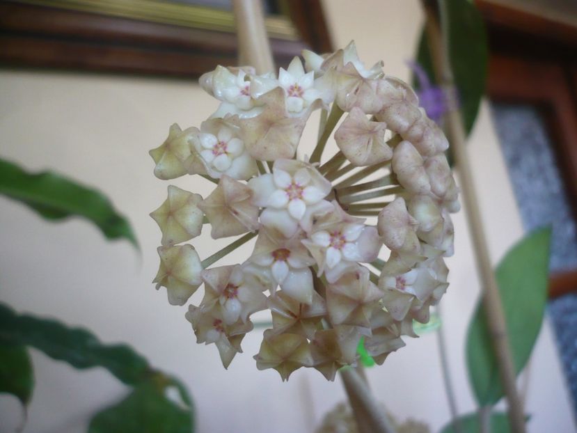 P1410870 - HOYA 2019