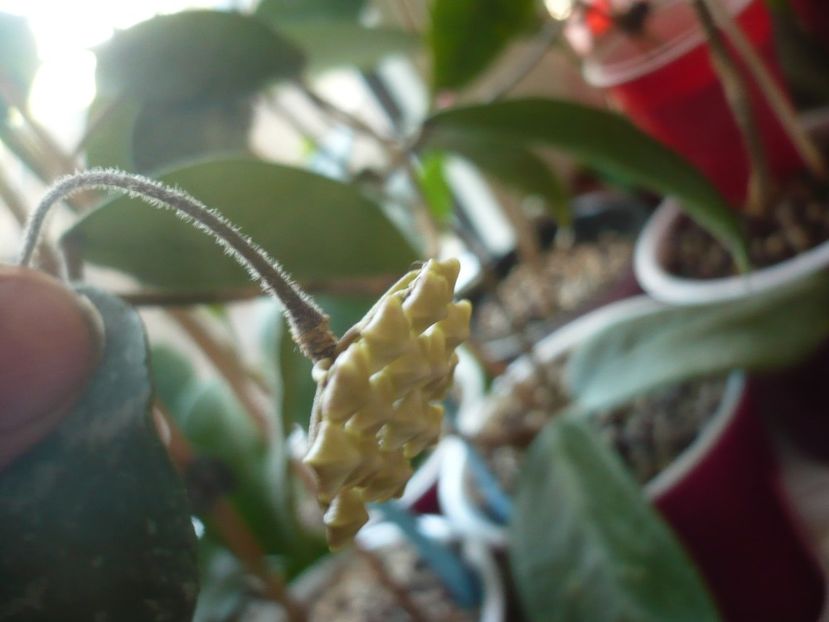 P1410872 - HOYA 2019
