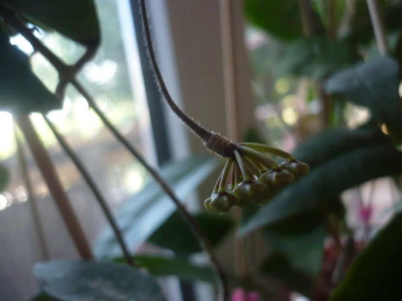 P1410873 - HOYA 2019