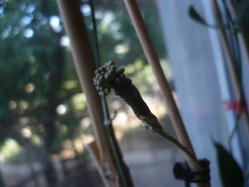 P1410874 - HOYA 2019