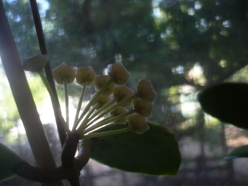 P1410875 - HOYA 2019