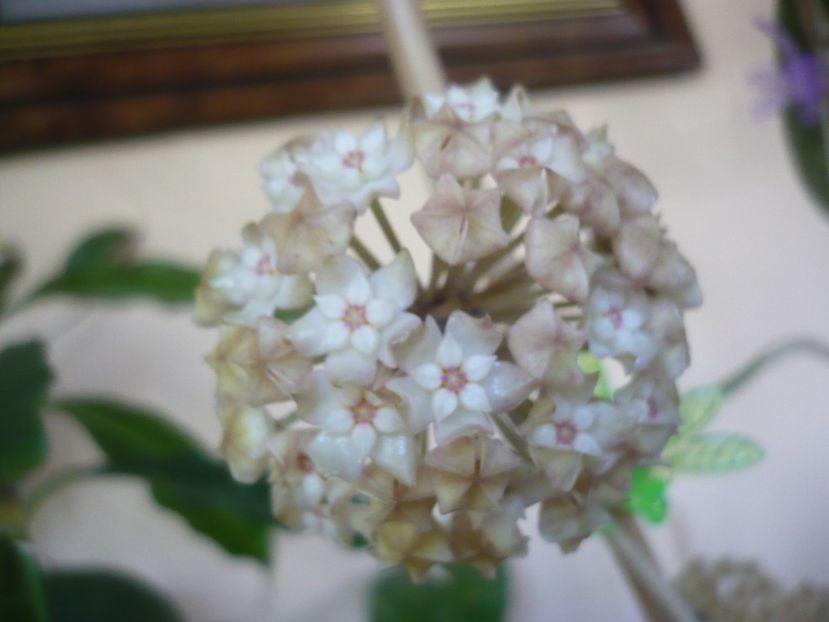 P1410877 - HOYA 2019