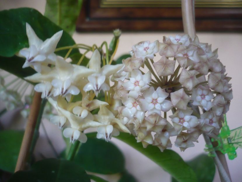 P1410878 - HOYA 2019