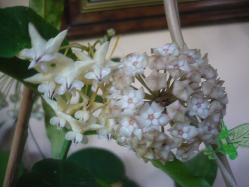 P1410880 - HOYA 2019