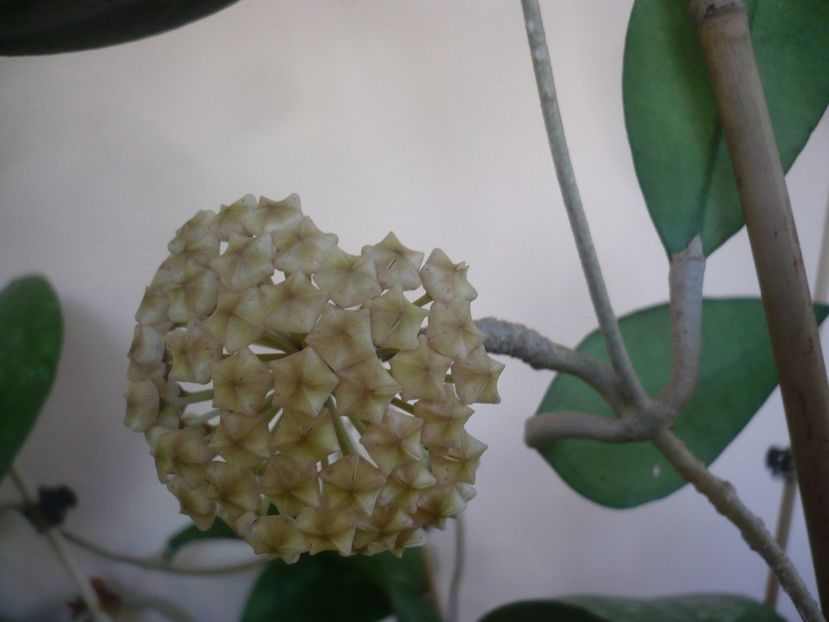 P1410881 - HOYA 2019