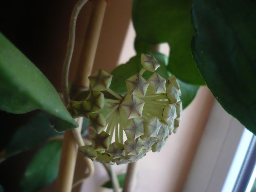 P1410882 - HOYA 2019