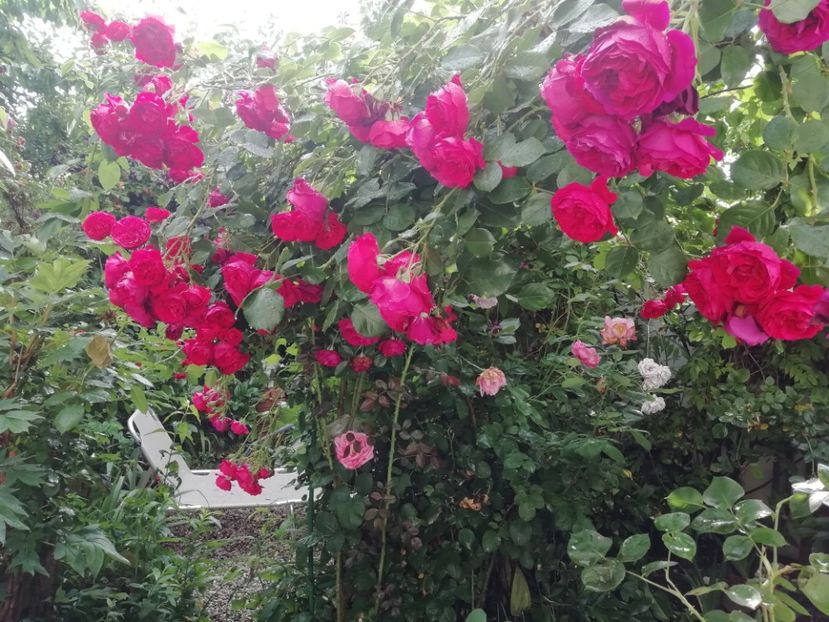  - Gradina 2019