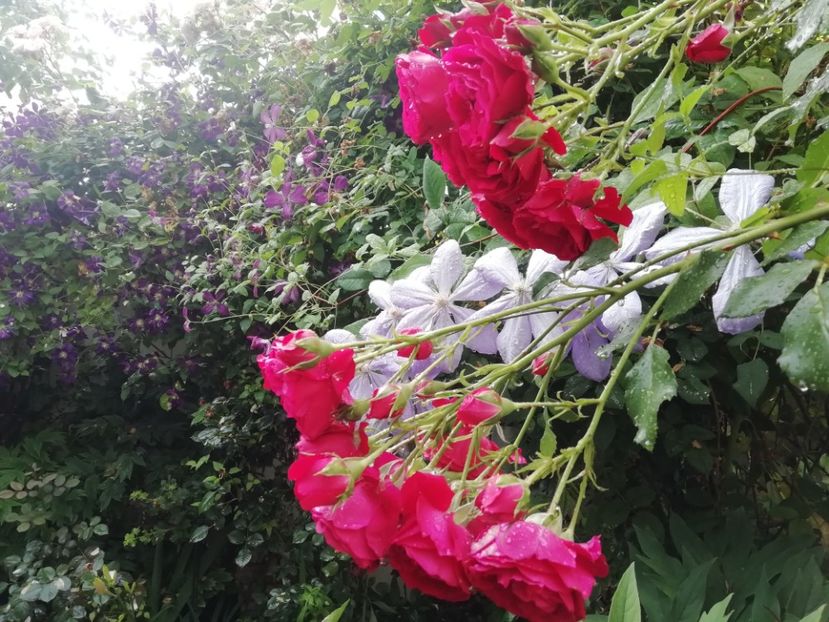  - Gradina 2019