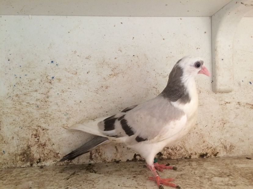 756619 - 2-lot zbor galateni 2019