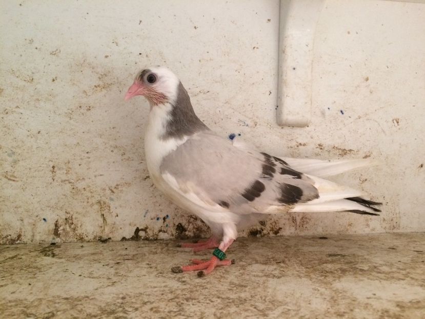  - 2-lot zbor galateni 2019