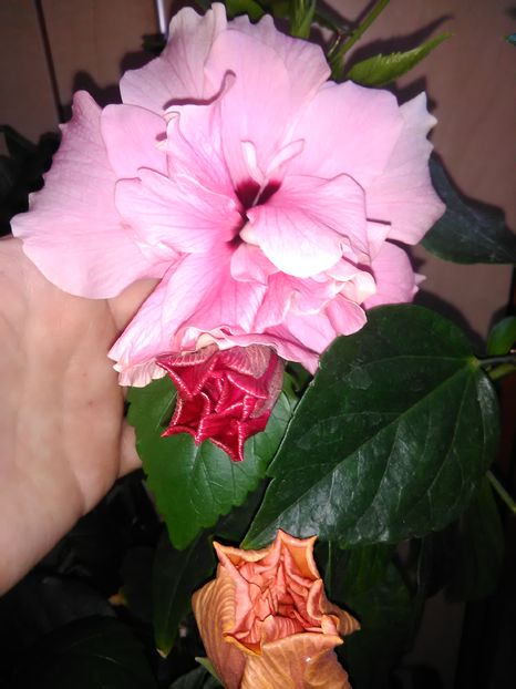  - Hibiscus 2015-2024