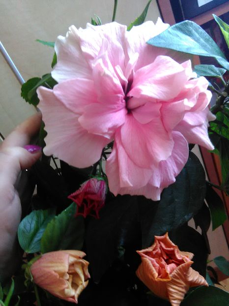  - Hibiscus 2015-2024