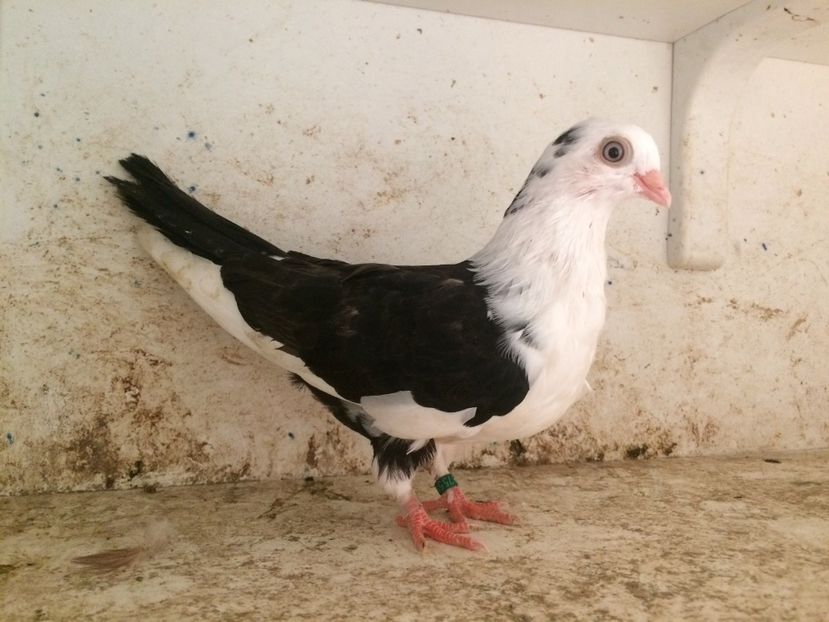 755119 - 2-lot zbor galateni 2019