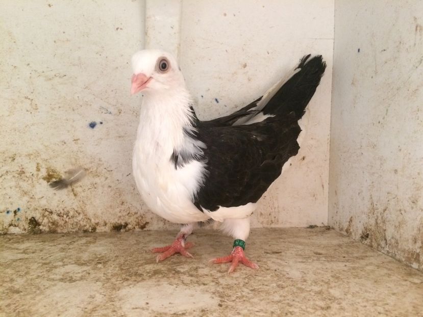  - 2-lot zbor galateni 2019