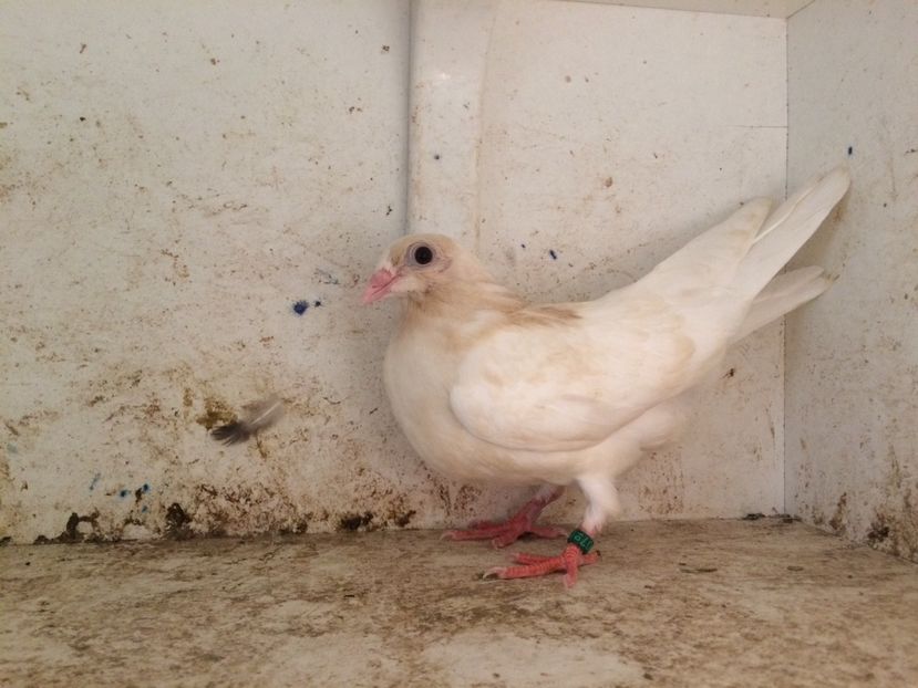 756319 - 2-lot zbor galateni 2019