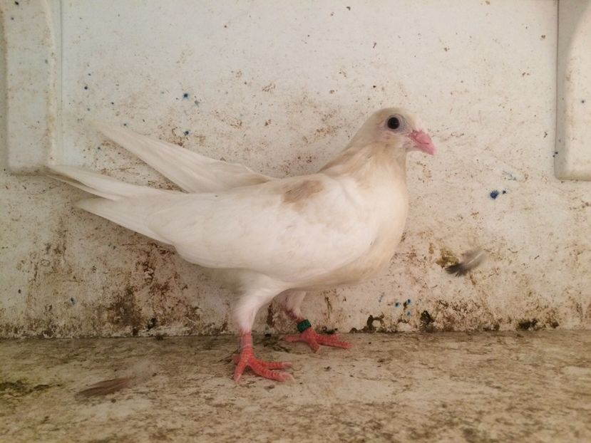  - 2-lot zbor galateni 2019