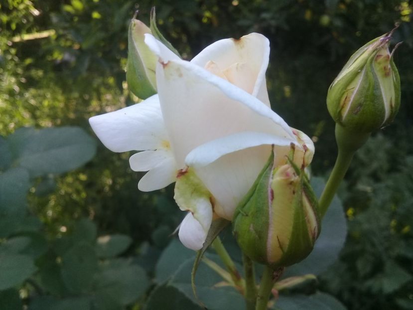  - Trandafiri 2015-prezent