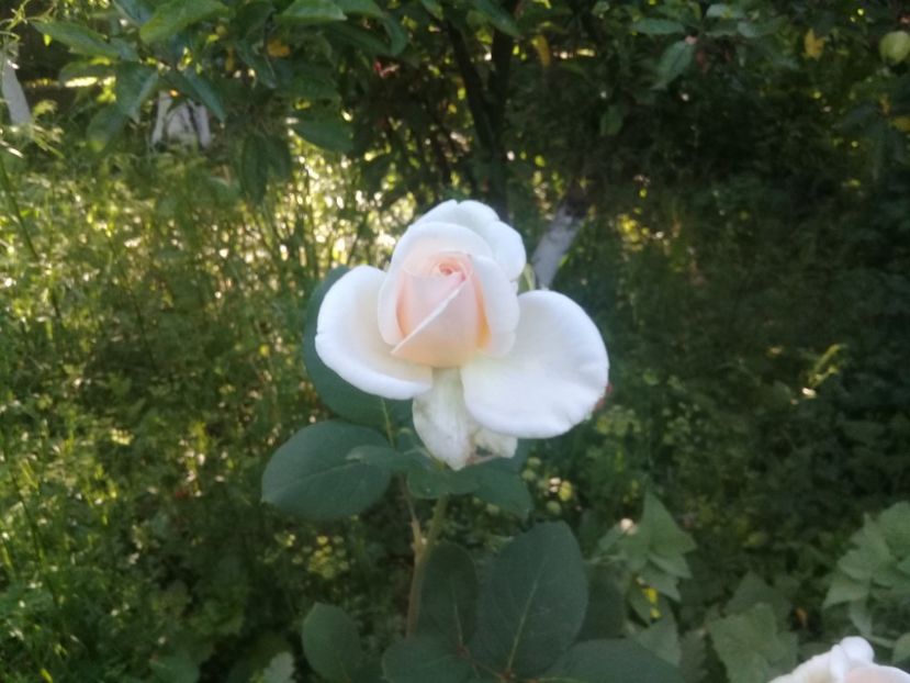  - Trandafiri 2015-prezent