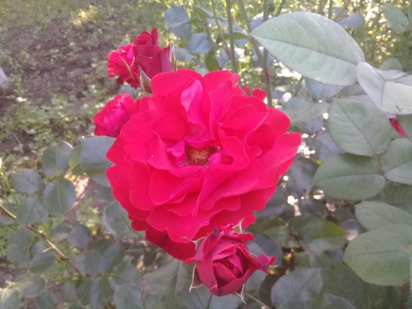  - Trandafiri 2015-prezent