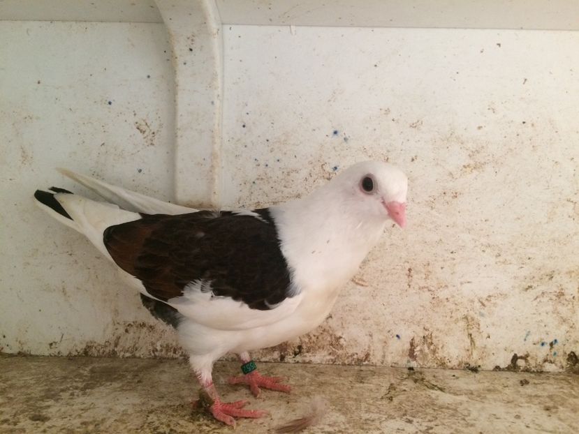 755219 - 2-lot zbor galateni 2019