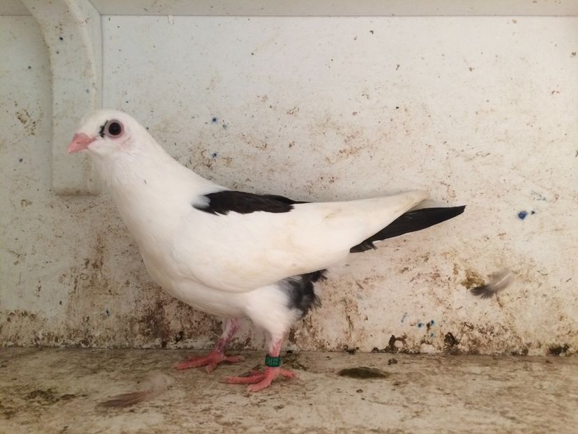  - 2-lot zbor galateni 2019