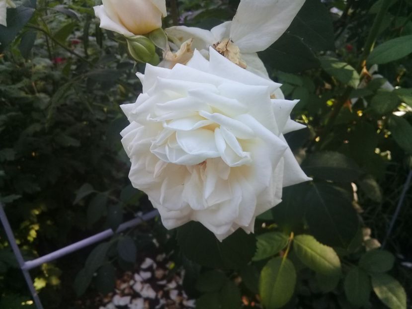  - Trandafiri 2015-prezent