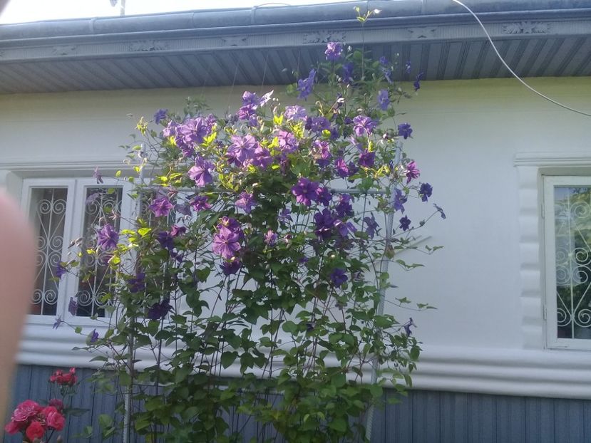  - Clematite 2015-prezent