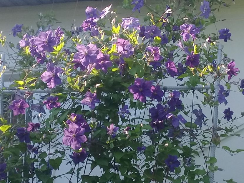  - Clematite 2015-prezent
