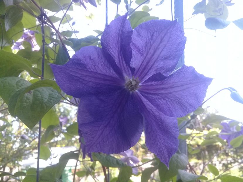  - Clematite 2015-prezent