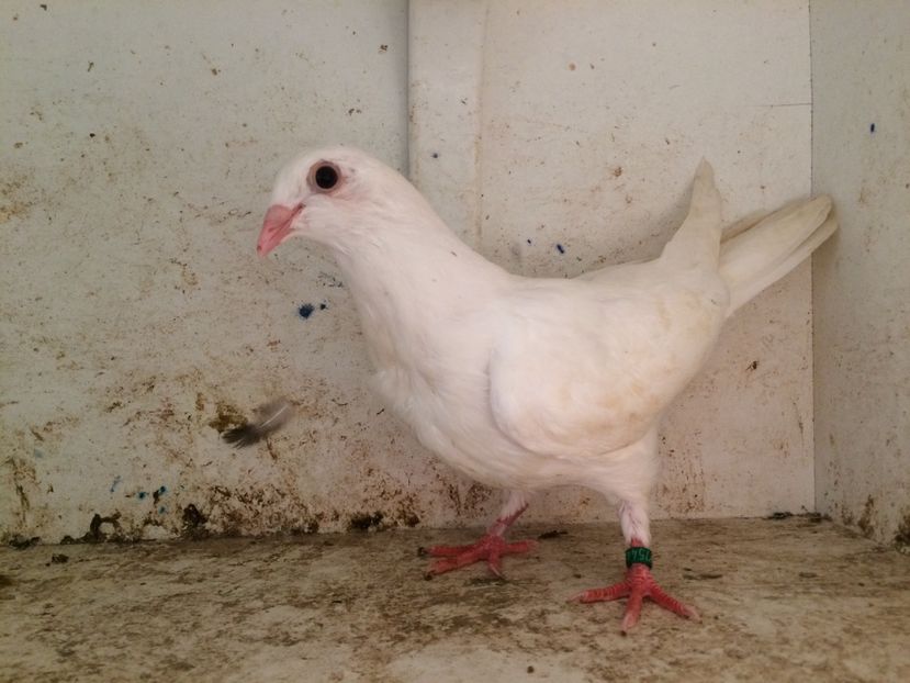 754419 - 2-lot zbor galateni 2019