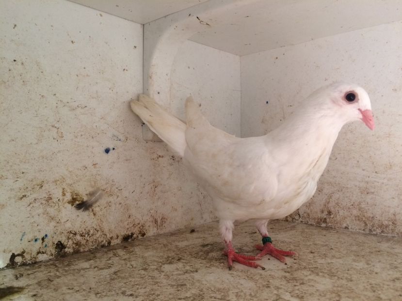  - 2-lot zbor galateni 2019