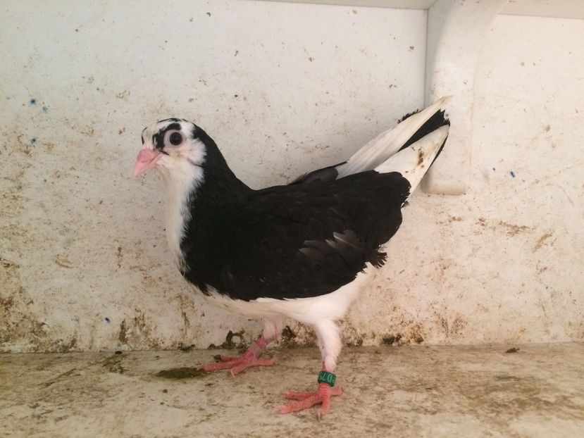 756519 - 2-lot zbor galateni 2019