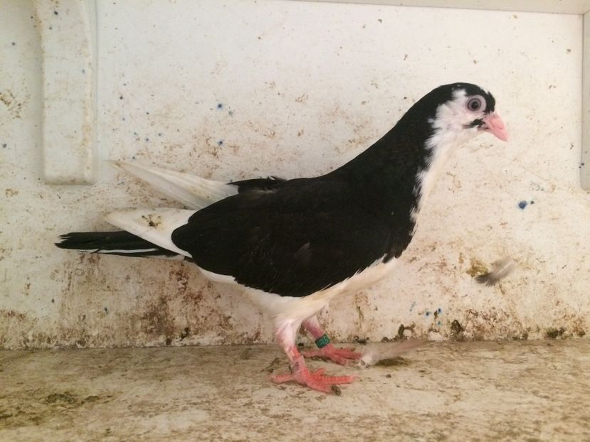  - 2-lot zbor galateni 2019