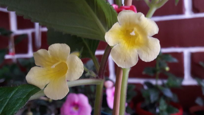 MMs Andul - 10 Achimenes 2019