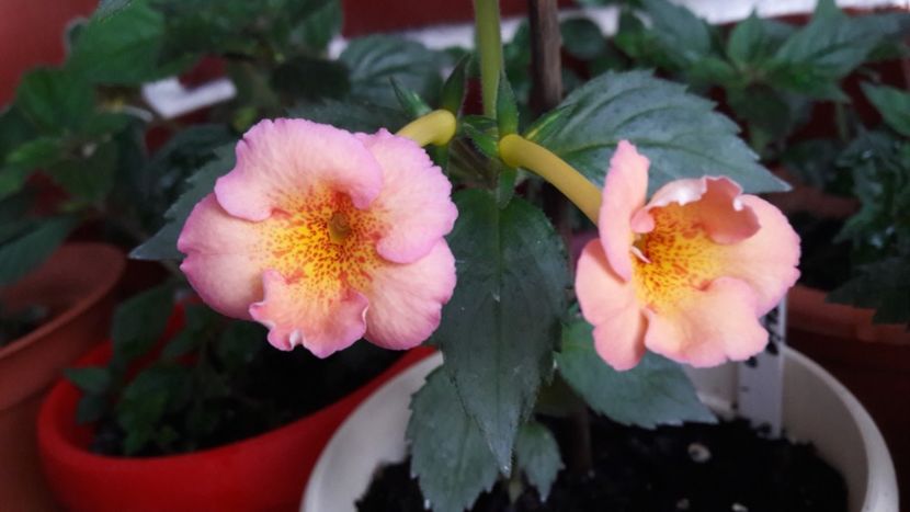 Amelia Vittorino - 10 Achimenes 2019