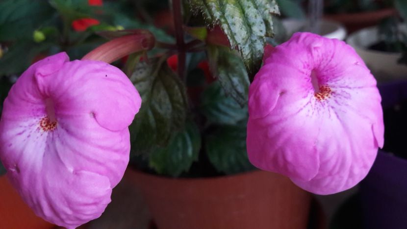 Wetterlow s Triumph - 10 Achimenes 2019