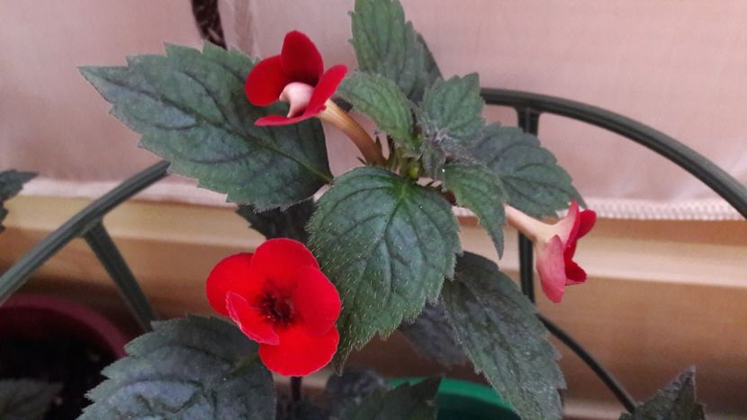 Petitte Fadette - 10 Achimenes 2019