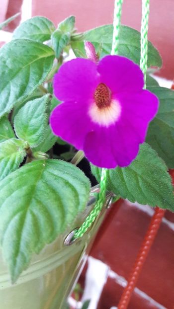 Lavender Fancy - 10 Achimenes 2019