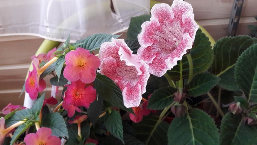 Ice Tea si Gloxi Iolanta - 10 Achimenes 2019