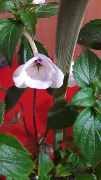 Chatity - 10 Achimenes 2019